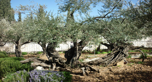 Garden of Gethsemane