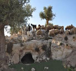 Shepherd's Field Bethlehem